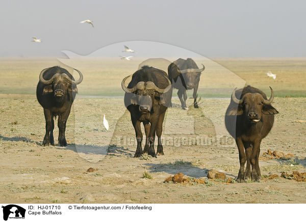 Cape Buffalos / HJ-01710
