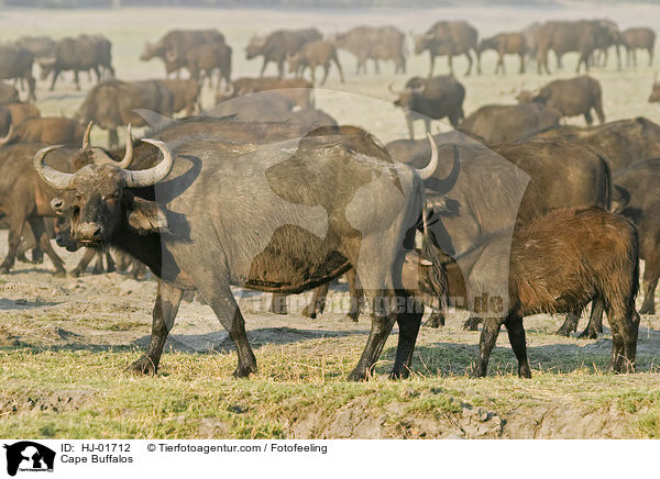 Cape Buffalos / HJ-01712