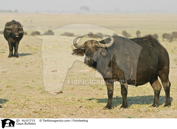 Cape Buffalos / HJ-01713