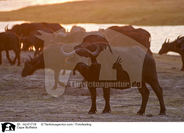 Cape Buffalos / HJ-01716