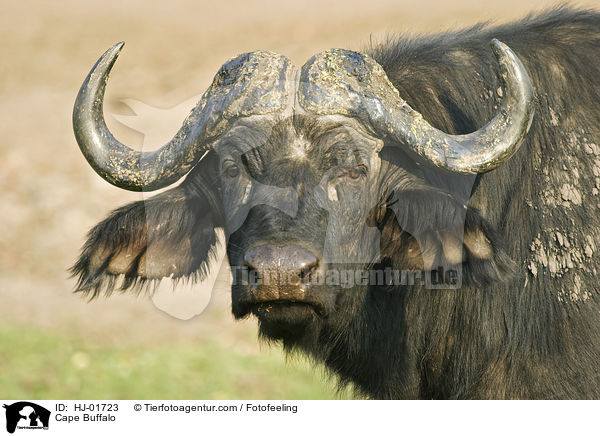 Cape Buffalo / HJ-01723