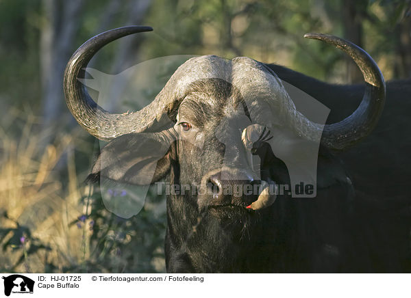 Cape Buffalo / HJ-01725