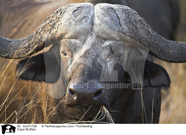 Cape Buffalo / HJ-01728