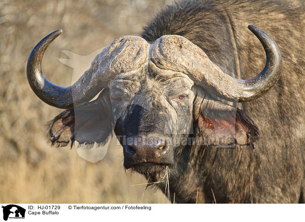 Kaffernbffel / Cape Buffalo / HJ-01729