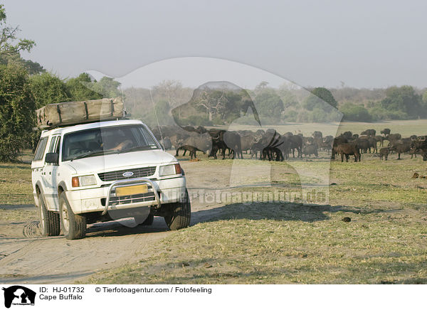 Cape Buffalo / HJ-01732