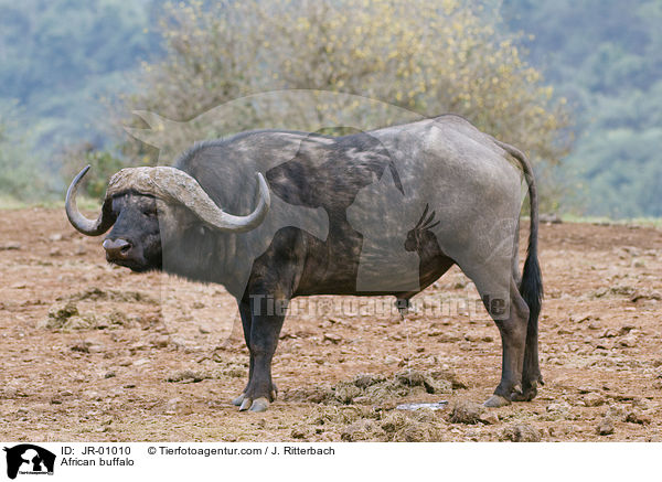 African buffalo / JR-01010