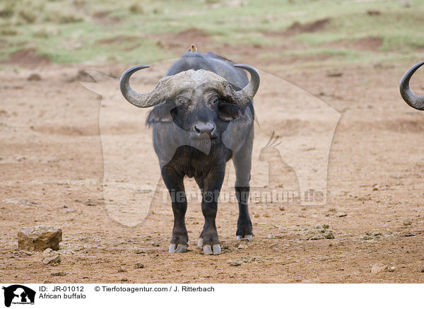 Kaffernbffel / African buffalo / JR-01012
