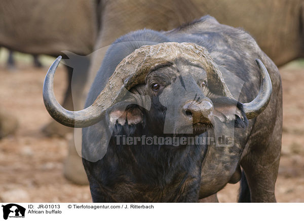 African buffalo / JR-01013