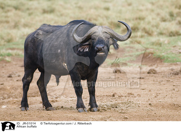 Kaffernbffel / African buffalo / JR-01014