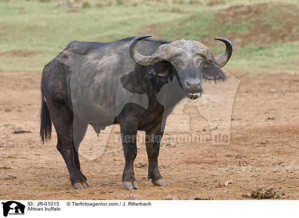 African buffalo / JR-01015