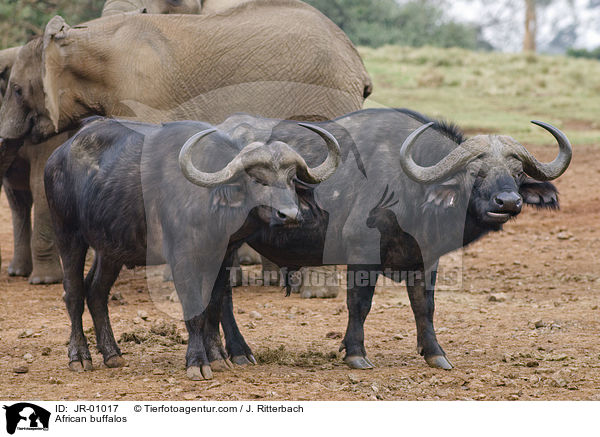 African buffalos / JR-01017