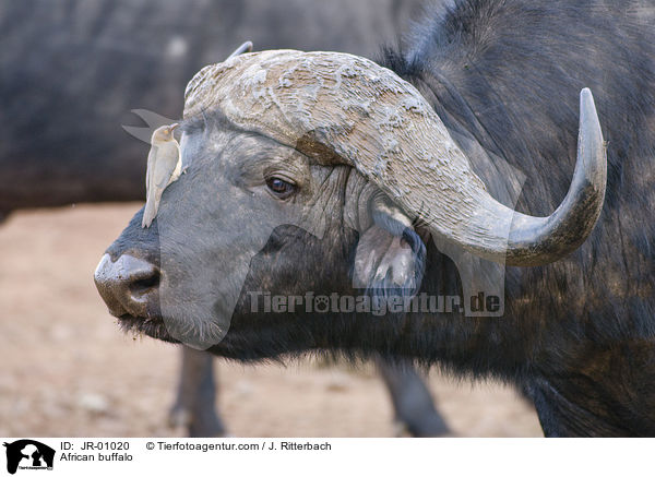 African buffalo / JR-01020