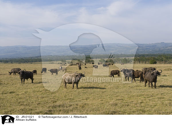 African buffalos / JR-01021