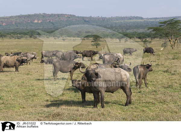 African buffalos / JR-01022