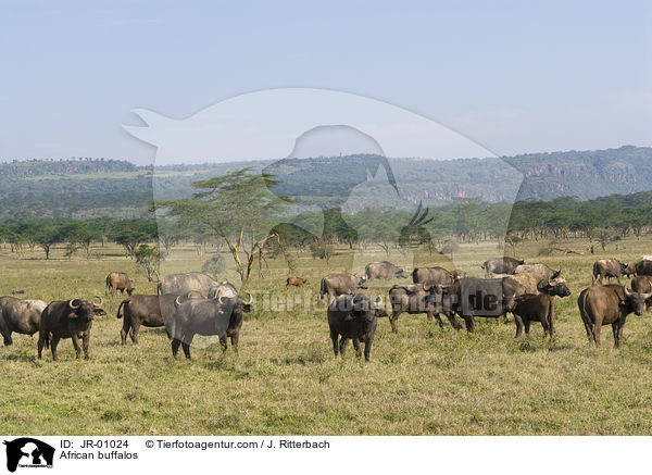 African buffalos / JR-01024