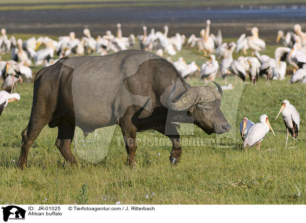 Kaffernbffel / African buffalo / JR-01025