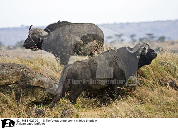 African cape buffalos / MBS-02796