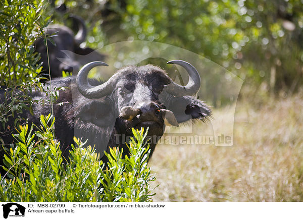African cape buffalo / MBS-02799