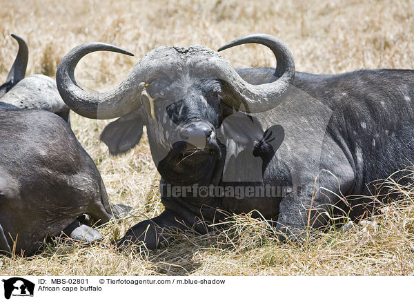 Kaffernbffel / African cape buffalo / MBS-02801