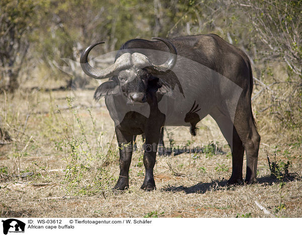 African cape buffalo / WS-03612