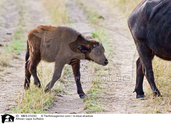 African cape buffalos / MBS-03292