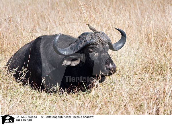 cape buffalo / MBS-03653