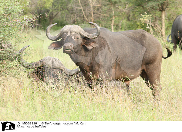 Kaffernbffel / African cape buffalos / MK-02816