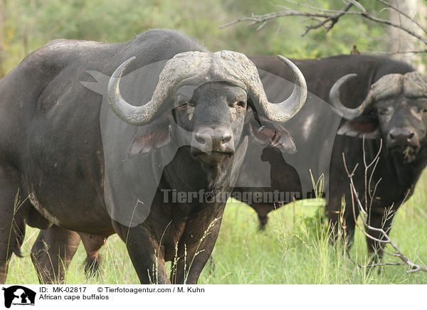 Kaffernbffel / African cape buffalos / MK-02817