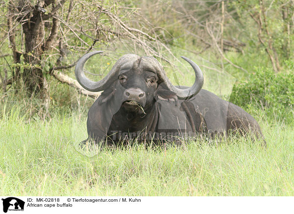 Kaffernbffel / African cape buffalo / MK-02818