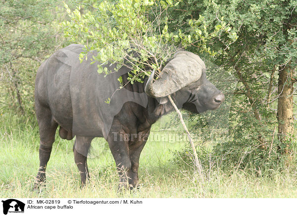 Kaffernbffel / African cape buffalo / MK-02819