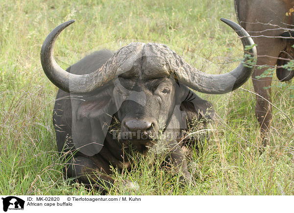 Kaffernbffel / African cape buffalo / MK-02820