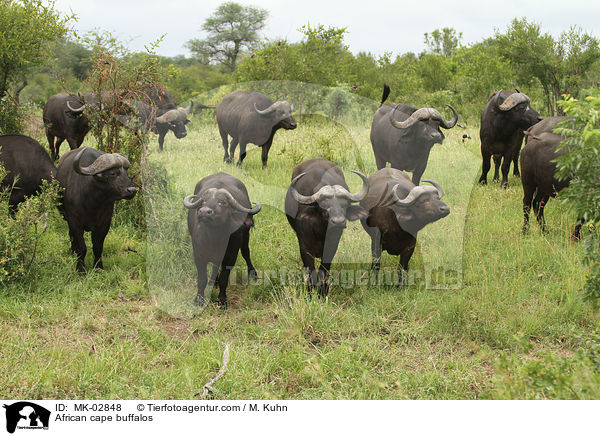 Kaffernbffel / African cape buffalos / MK-02848