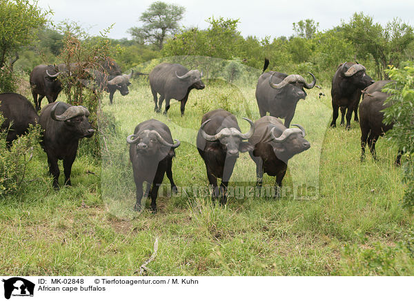 African cape buffalos / MK-02848