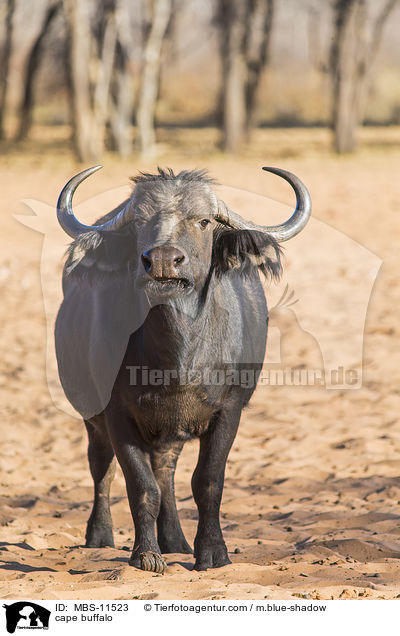 cape buffalo / MBS-11523