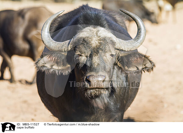 cape buffalo / MBS-11527