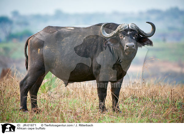 African cape buffalo / JR-01871