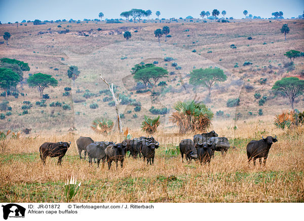 Kaffernbffel / African cape buffalos / JR-01872