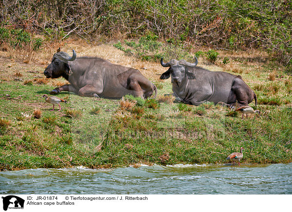 Kaffernbffel / African cape buffalos / JR-01874