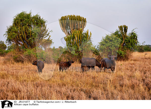African cape buffalos / JR-01877