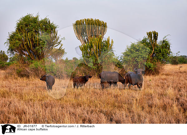 Kaffernbffel / African cape buffalos / JR-01877