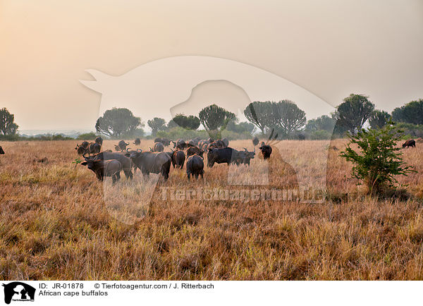 Kaffernbffel / African cape buffalos / JR-01878