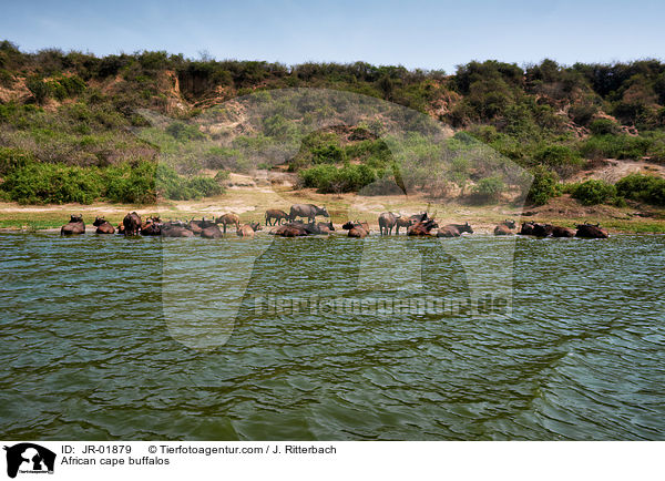 Kaffernbffel / African cape buffalos / JR-01879
