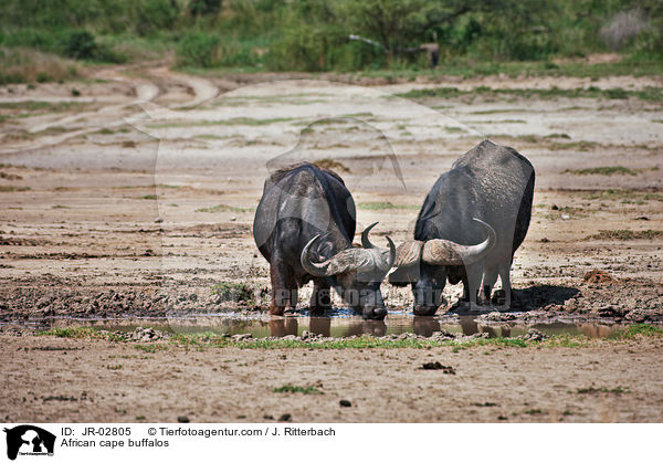 Kaffernbffel / African cape buffalos / JR-02805