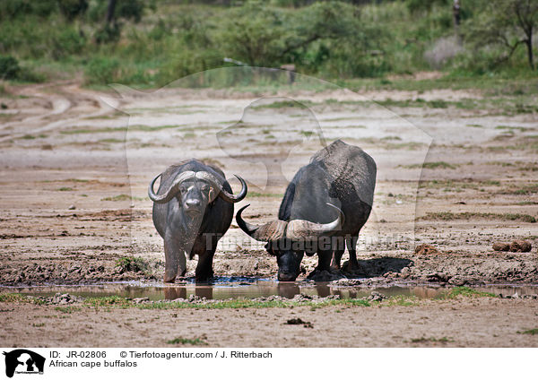 Kaffernbffel / African cape buffalos / JR-02806
