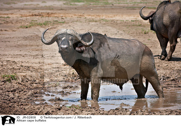 Kaffernbffel / African cape buffalos / JR-02808