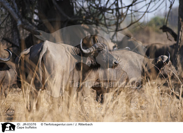 Cape buffalos / JR-03376