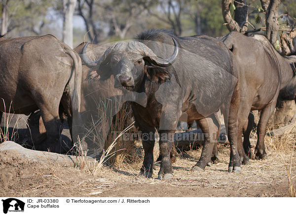 Cape buffalos / JR-03380