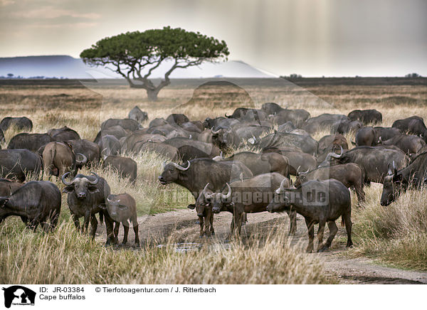 Cape buffalos / JR-03384
