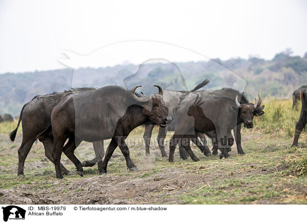 African Buffalo / MBS-19979
