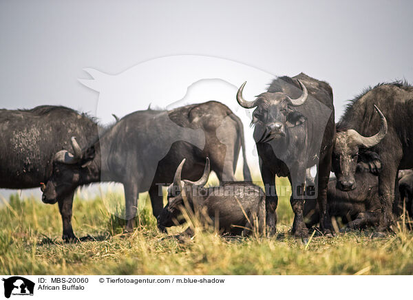 Kaffernbffel / African Buffalo / MBS-20060